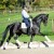 stallone dressage KWPN Goldberg da Jazz Equine Evolution