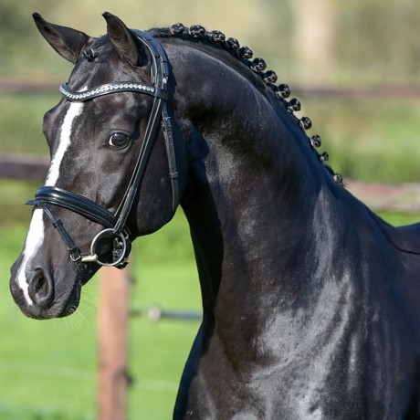 Goldberg stallone da monta dressage KWPN da Jazz Parzival della Equine Evolution