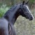 stallone dressage KWPN Goldberg da Jazz Equine Evolution