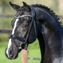 stallone dressage KWPN Goldberg da Jazz Equine Evolution