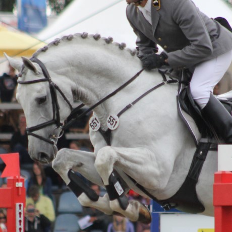 Grey Top da Graf Top stallone da monta salto ostacoli Hannover Equine Evolution