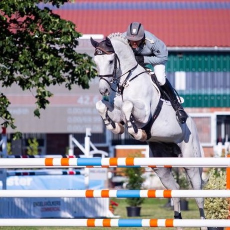 Grey Top da Graf Top stallone da monta salto ostacoli Hannover Equine Evolution