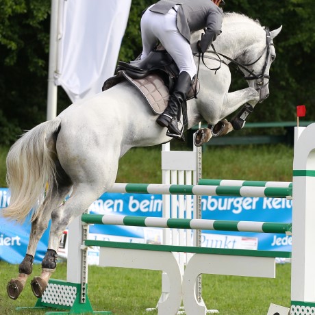 Grey Top da Graf Top stallone da monta salto ostacoli Hannover Equine Evolution