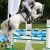 Grey Top da Graf Top stallone da monta salto ostacoli Hannover Equine Evolution
