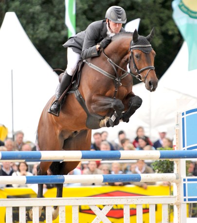 Monte Bellini stallone da monta salto Westfalen di Montender Equine Evolution