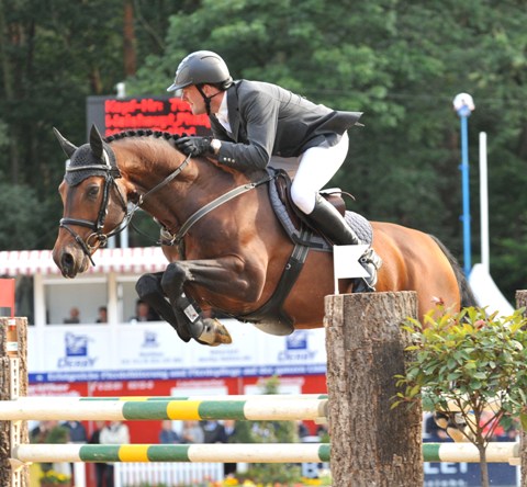 Monte Bellini stallone da monta salto Westfalen di Montender Equine Evolution