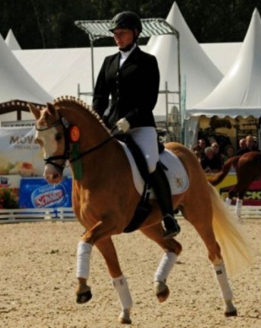 stallone sport pony Mr. Right salto dressage tedesco