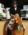 stallone Pony Champion de Luxe