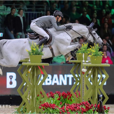 stallone sella francese Diamant de Semilly e Nabab de Reve salto ostacoli da monta Equine Evolution stalloni tedeschi