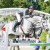 Diamant de Semilly x Nabab de Reve stallone da monta salto ostacoli sella francese BWP Equine Evolution