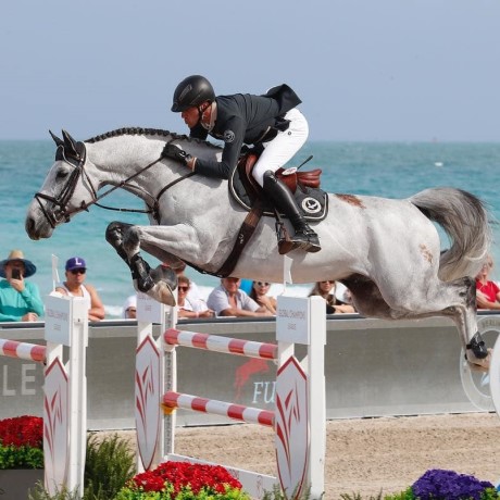 stallone sella francese Diamant de Semilly e Nabab de Reve salto ostacoli da monta Equine Evolution stalloni tedeschi