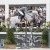 Diamant de Semilly x Nabab de Reve stallone da monta salto ostacoli sella francese BWP Equine Evolution