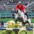 Diamant de Semilly x Nabab de Reve stallone da monta salto ostacoli sella francese BWP Equine Evolution