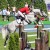 Diamant de Semilly x Nabab de Reve stallone da monta salto ostacoli sella francese BWP Equine Evolution