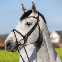 Diamant de Semilly stallone salto sella francese Equine Evolution