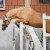 stallone da monta pony Equine Evolution
