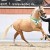 stallone da monta pony Equine Evolution