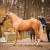 stallone da monta pony Equine Evolution