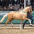 stallone da monta pony Equine Evolution