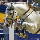 Sporhorse Scout cavallo salto ostacoli Holstein Hannover Westfalen