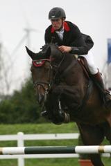 vendita cavallo sportivo Hannover Holstein