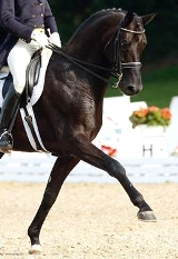 Sporthorse scout vendesi cavalli Hannover Holstein Westfalen