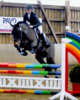 cavalli tedeschi vendita Hannover Holstein Equine Evolution Sporthorse Scout