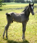 cavallo vendita Hannover Holstein Equine Evolution Germania