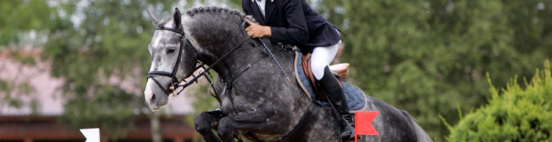 cavallo salto ostacoli Holstein Hannover e Westfalen cerco