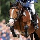 Sporhorse Scout pony da salto ostacoli e dressage dalla Germania Holstein Hannover Westfalen