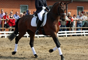 vendita cavallo sportivo dressage Hannover Holstein Westfalen
