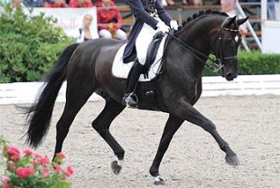 cavalli da dressage vendita di razza Hannover e Westfalen