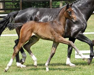 Belissimo M cavallo da dressage in vendita Westfalen Hannover
