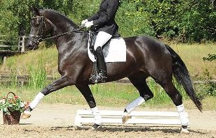 Equine Evolution vendita cavalli da dressage Donnerhall Hannover