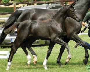 cavallo dressage Hannover da Donnerhall