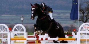 cerco cavallo salto ostacoli dalla Germania Holstein Hannover