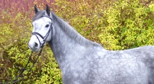 Sporthorse scout Equine Evolution cavallo salto ostacoli vendita