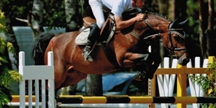Equine Evolution vendita cavalli salto ostacoli dalla Germania