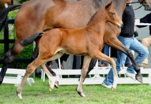 cavallo salto ostacoli Hannover Holstein Westfalen acquisto