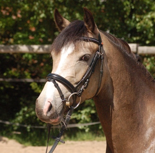 pony salto ostacoli e dressage in vendita dalla Germania razza Hannover Holstein Westfalen