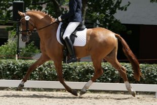 vendita pony salto ostacoli dalla Germania