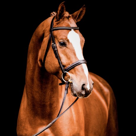 Voltaire stallone da monta salto ostacoli Hannover Equine Evolution