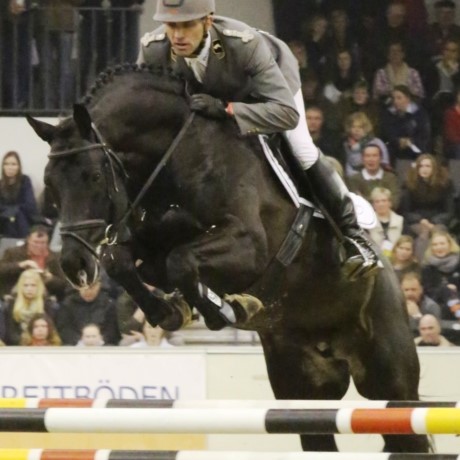 Stakkato stallone da monta salto ostacoli Hannover Equine Evolution