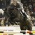 Voltaire stallone da monta salto ostacoli Hannover Equine Evolution