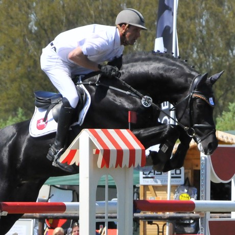 Stakkato stallone da monta salto ostacoli Hannover Equine Evolution