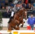 Zinedine stallone da monta salto KWPN da Guidam - Quidam de Revel di Ludger Beerbaum Equine Evolution