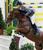 Zinedine stallone da monta salto KWPN da Guidam - Quidam de Revel di Ludger Beerbaum Equine Evolution