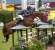Zinedine stallone da monta salto KWPN da Guidam - Quidam de Revel di Ludger Beerbaum Equine Evolution
