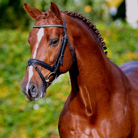 stallone KWPN Zinedine da Guidam Quidam de Revel di Ludger Beerbaum salto ostacoli Equine Evolution stalloni tedeschi