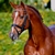 Zinedine stallone da monta salto KWPN da Guidam - Quidam de Revel di Ludger Beerbaum Equine Evolution